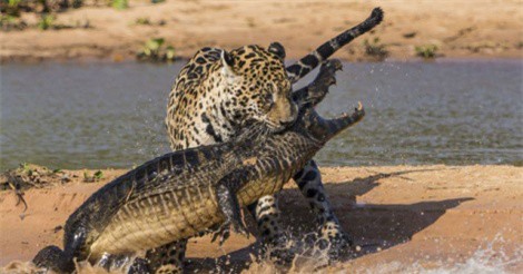 Clip: Báo đốm hạ sát cá sấu trong “một nốt nhạc”