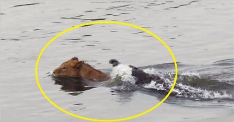 Clip: Bị cá sấu tấn công, sư tử bỏ chạy “bán sống bán chết”