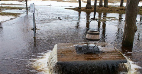 Giải mã hiện tượng cây biết 'đi tiểu' ở Montenegro