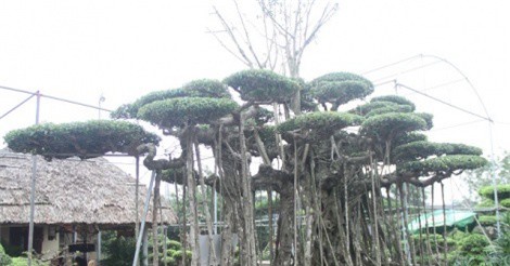 Ngắm "cụ" sanh Nam Điền giá 10 tỷ đồng 