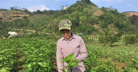 Thiếu nữ lên cao nguyên nuôi tằm, lãi 100 triệu/năm