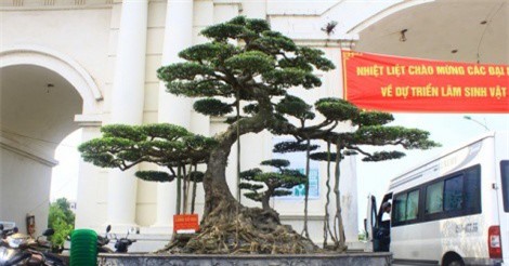 Cây sanh "long cổ đại" đẹp thế nào mà đội giá lên 15 tỷ đồng?