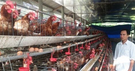 Cho gà siêu trứng nghe nhạc, thu nhập 20 triệu đồng/tháng