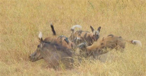 Clip: Đàn chó hoang cùng nhau xé xác lợn rừng