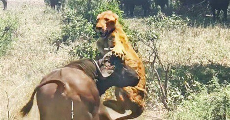 Clip: Trâu rừng tấn công khiến sư tử trọng thương