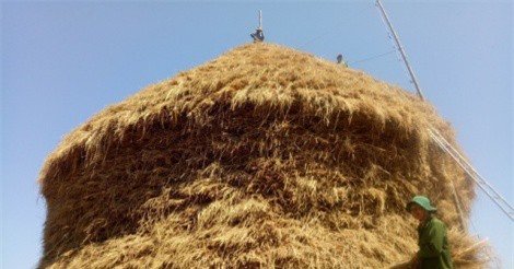 Độc đáo cây rơm "khủng" có giá nửa tỷ đồng ở Quảng Ngãi