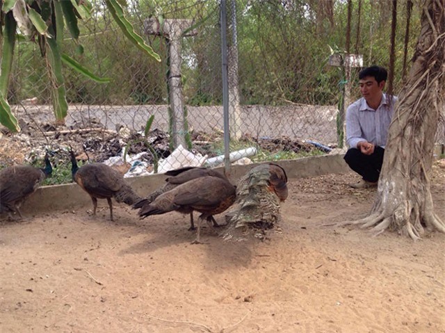 8X thu lãi hàng trăm triệu mỗi năm từ mô hình nuôi đa con đặc sản 