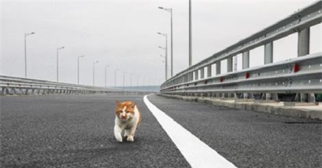 Chùm ảnh chú mèo Mostik thị sát cầu Crimea