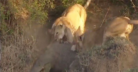 Clip: Cá sấu bị bầy sư tử “đánh hội đồng”