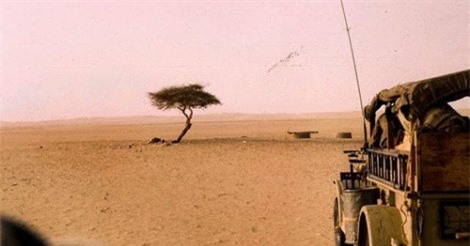 Kết cục của cái cây cô độc nhất hành tinh