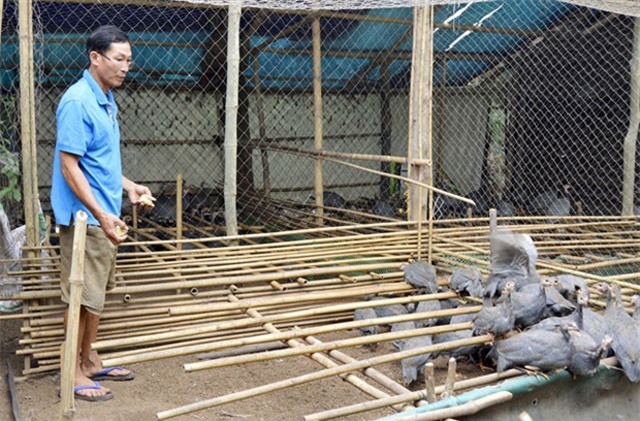 Thu lãi 250-300 triệu mỗi năm từ mô hình nuôi gà sao