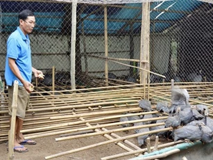 Thu lãi 250-300 triệu mỗi năm từ mô hình nuôi gà sao