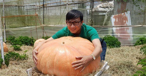 Tròn mắt trước những quả bí ngô to gấp đôi trẻ 6 tuổi ở Đà Lạt