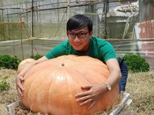 Tròn mắt trước những quả bí ngô to gấp đôi trẻ 6 tuổi ở Đà Lạt