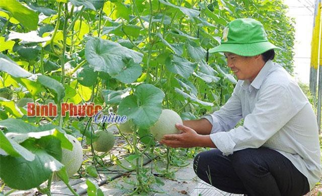 Đầu tư nhà màng, làm 4 vụ dưa lưới/năm, sau 1 năm thu cả vốn lẫn lời