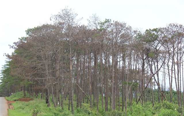 Hàng loạt sai phạm tại công ty của vợ nguyên Phó Giám đốc Công an tỉnh Đăk Nông