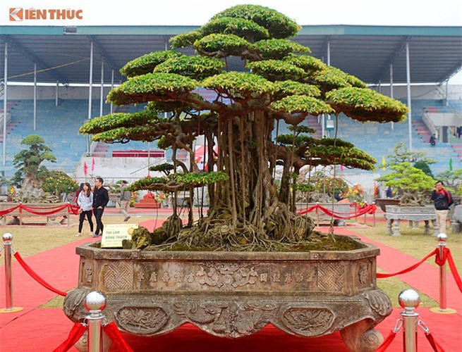 Mãn nhãn với cây sanh "Thụ lâm bồng thạch" của đại gia Hà Nội