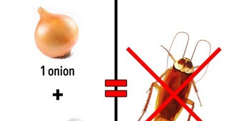3 cách an toàn để 'xóa sổ' côn trùng tại nhà