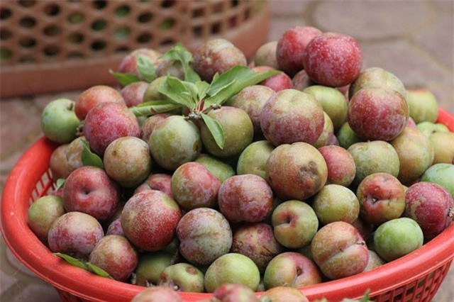 Bài thuốc quý từ quả mận Bắc ít người biết