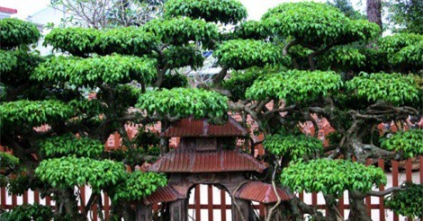 Cây sanh "Phố cổ Hà Nội" đẹp cỡ nào mà trả tiền tỷ chủ nhân chưa bán?