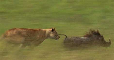 Clip: Sư tử truy đuổi, tóm gọn lợn rừng trong gang tấc