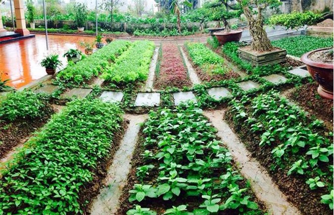 Cô giáo tiểu học mua 90 khối đất về cải tạo vườn rau đẹp như công viên