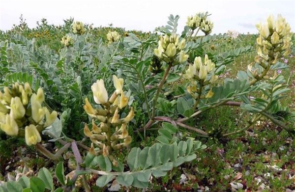 Những bí mật về vị thuốc quý hoàng kỳ có thể bạn chưa biết