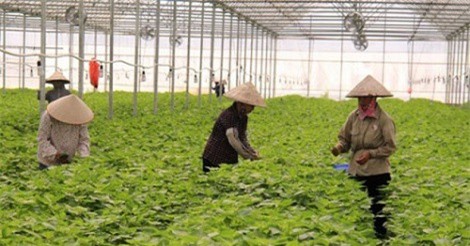 Những nông sản Việt được bán giá cao trên thế giới