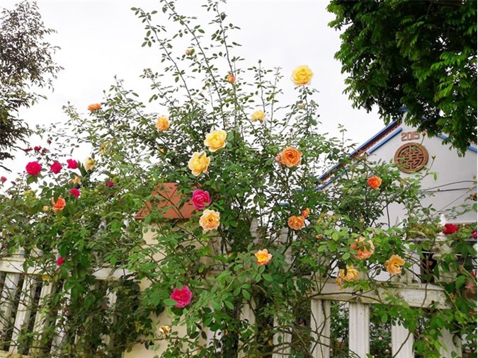 "Phát hờn" với vườn hoa hồng ngàn gốc của cô giáo mầm non tại Hà Nội