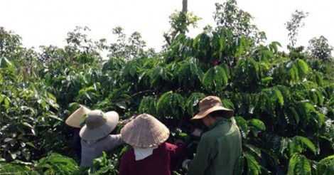 Yêu cầu khởi tố vụ án tại Chi nhánh Tổng công ty cà phê Việt Nam