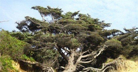 Cây cổ thụ kỳ lạ rễ không bám đất nhưng vẫn đâm chồi nảy lộc