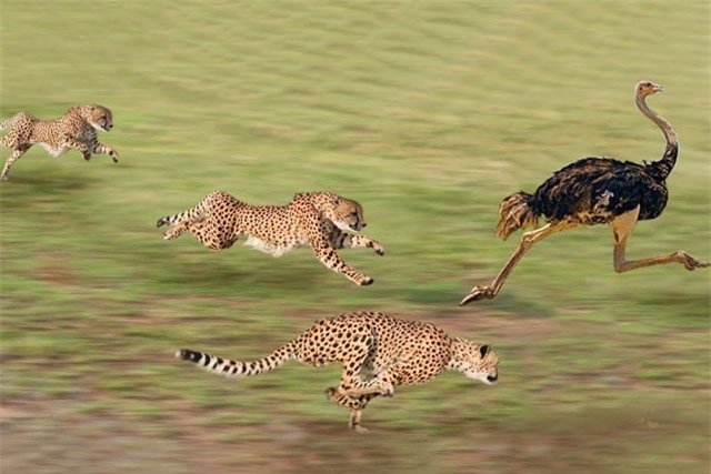 Clip: Những pha săn mồi dũng mãnh của báo săn