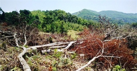 Để mất rừng, nhiều cán bộ ở Bình Định bị kiểm điểm