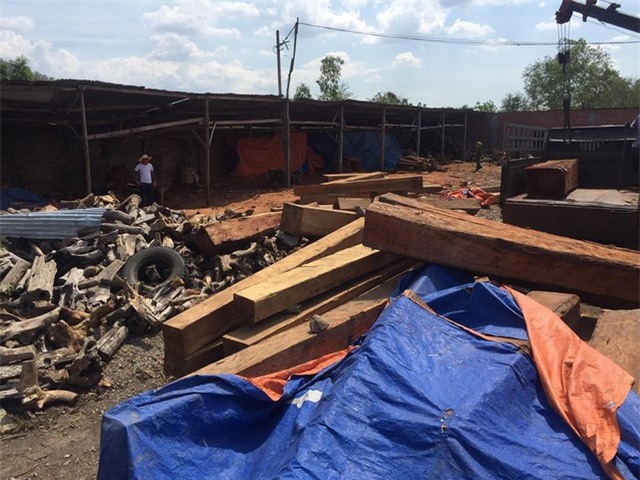 Đột kích kho gỗ khủng, bắt khẩn cấp một "trùm gỗ" 