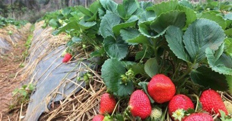 9X khởi nghiệp thu tiền tỷ từ dâu tây