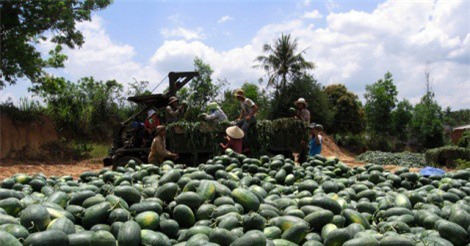 Dưa rớt giá thê thảm: Lỗ nặng, "trắng tay" vẫn bị “xin đểu”, ép giá