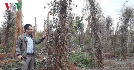 Hàng nghìn tỷ phú hồ tiêu thành con nợ của ngân hàng