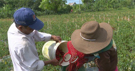 Quảng Trị kêu gọi mỗi công chức mua 9 kg ớt