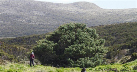 "Tận mục" cây thông cô đơn nhất thế giới