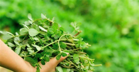 10 lợi ích tuyệt vời của rau sam