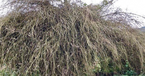 Bụi hoa tre “khủng” hiếm gặp ở Quảng Ngãi