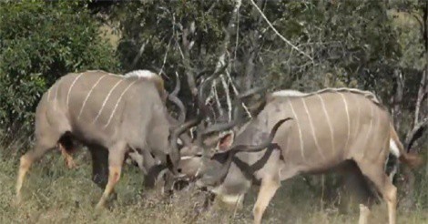 Clip: Linh dương vằn Kudu giao chiến giành quyền thống trị