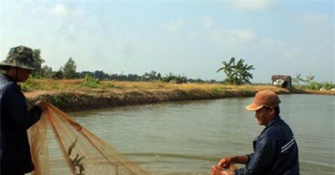 Giải pháp giảm giá tôm nguyên liệu ở Đồng bằng sông Cửu Long