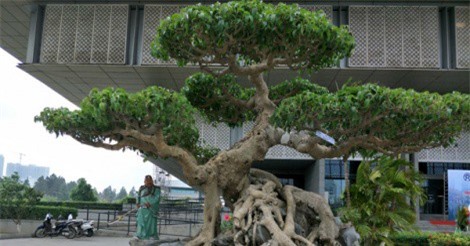 Gốc sanh "Long cuốn thủy" của đại gia Hà Nội khiến giới mê cây cảnh "bấn loạn"