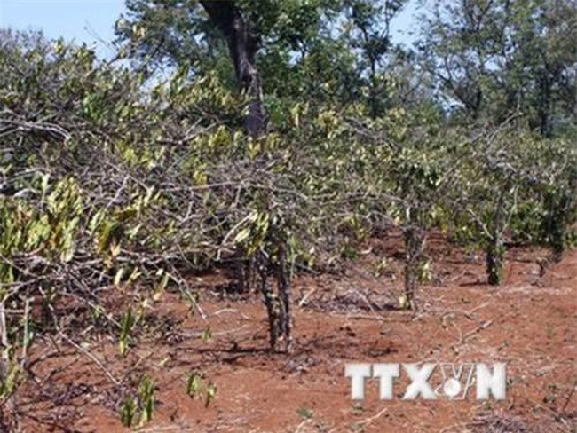 Hồ tiêu ở Đăk Nông tiếp tục chết hàng loạt