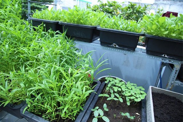 "Học lỏm" mẹo chăm sóc vườn rau trên sân thượng của nàng dâu 9X