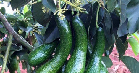 Mùa bơ dẻo ngon thượng hạng, giá 120.000 đồng/kg không có để mua