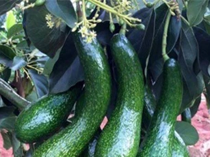 Mùa bơ dẻo ngon thượng hạng, giá 120.000 đồng/kg không có để mua