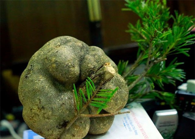 Mục sở thị loại nấm đắt như vàng ròng ở Việt Nam