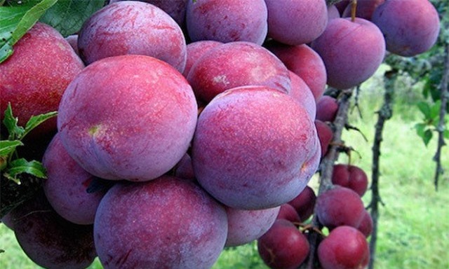 "Đột nhập" vườn mận bạc tỷ đỏ ối ở Hà Giang